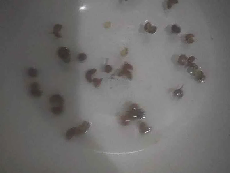 How to make pure milk hand-torn toast: Step 1