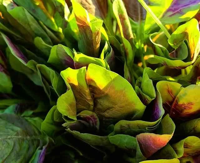 Home-style stir-fried amaranth recipe