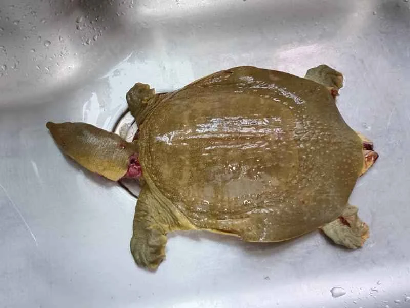 How to make pure milk hand-torn toast: Step 1